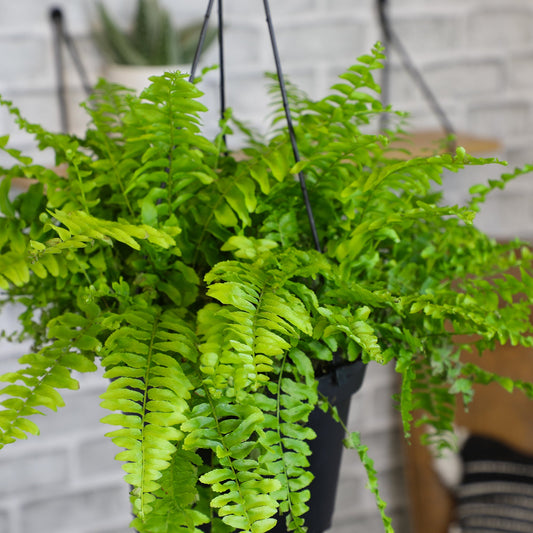ForeverFern