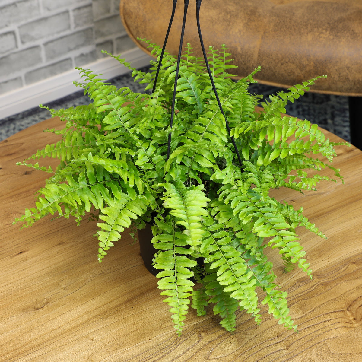 ForeverFern