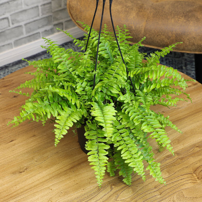 ForeverFern