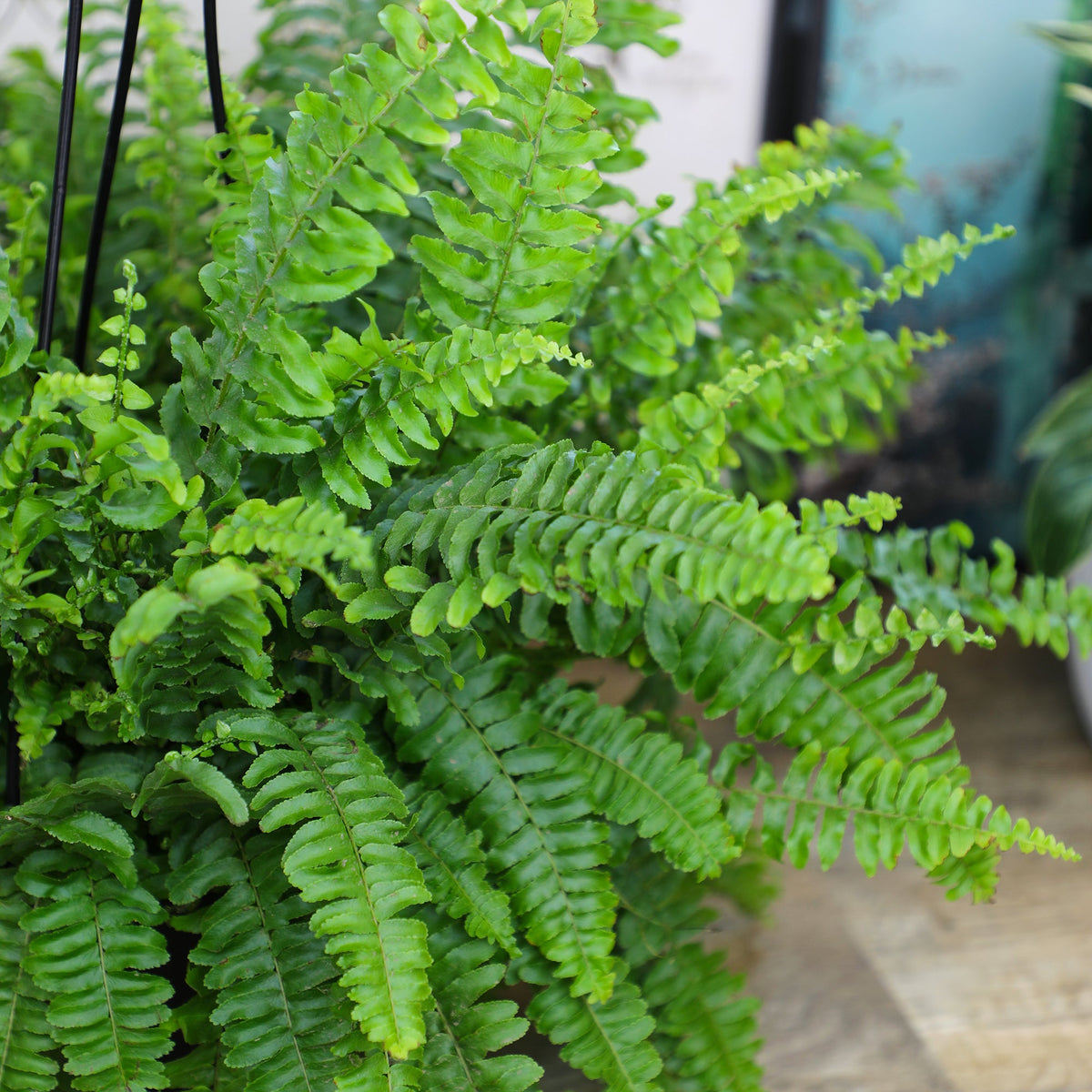 ForeverFern