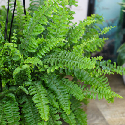 ForeverFern