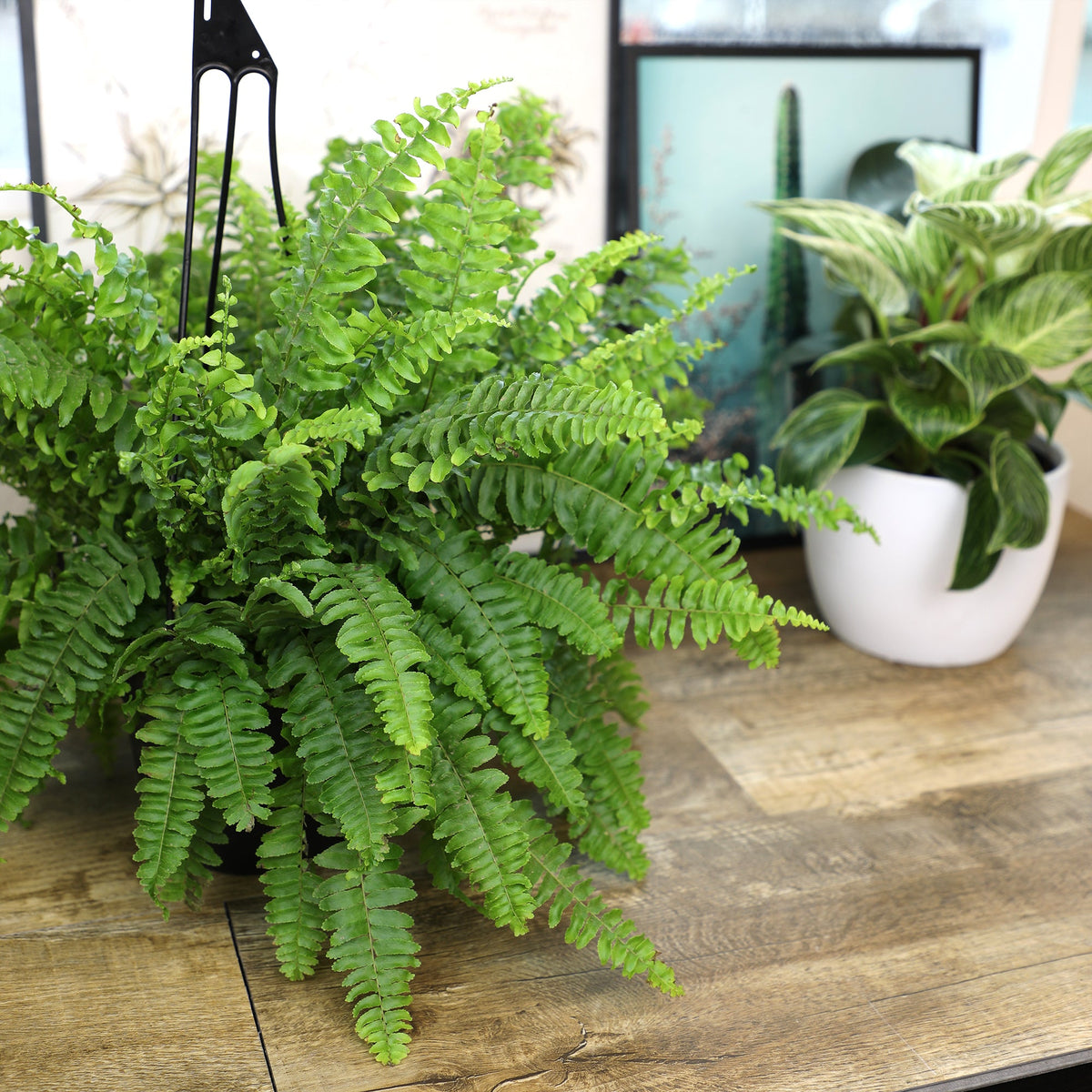 ForeverFern