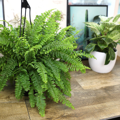 ForeverFern