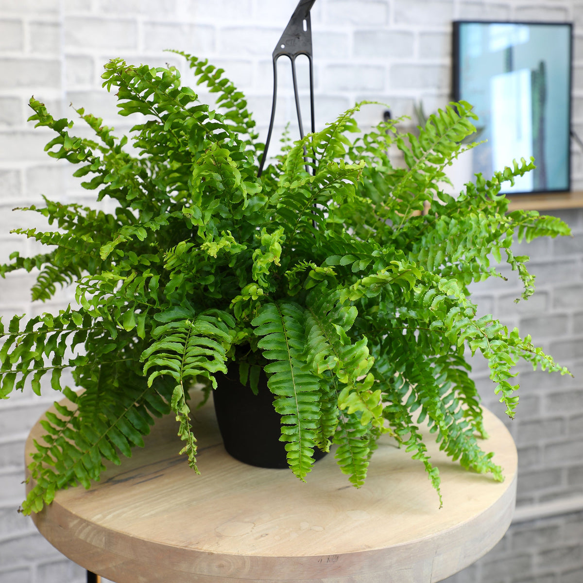 ForeverFern