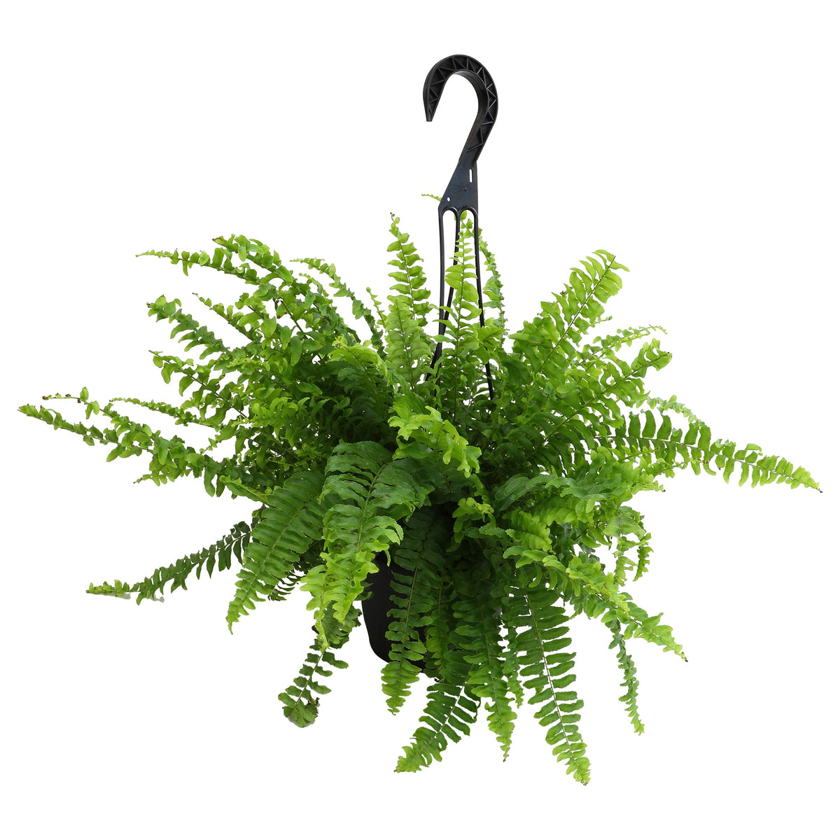 ForeverFern
