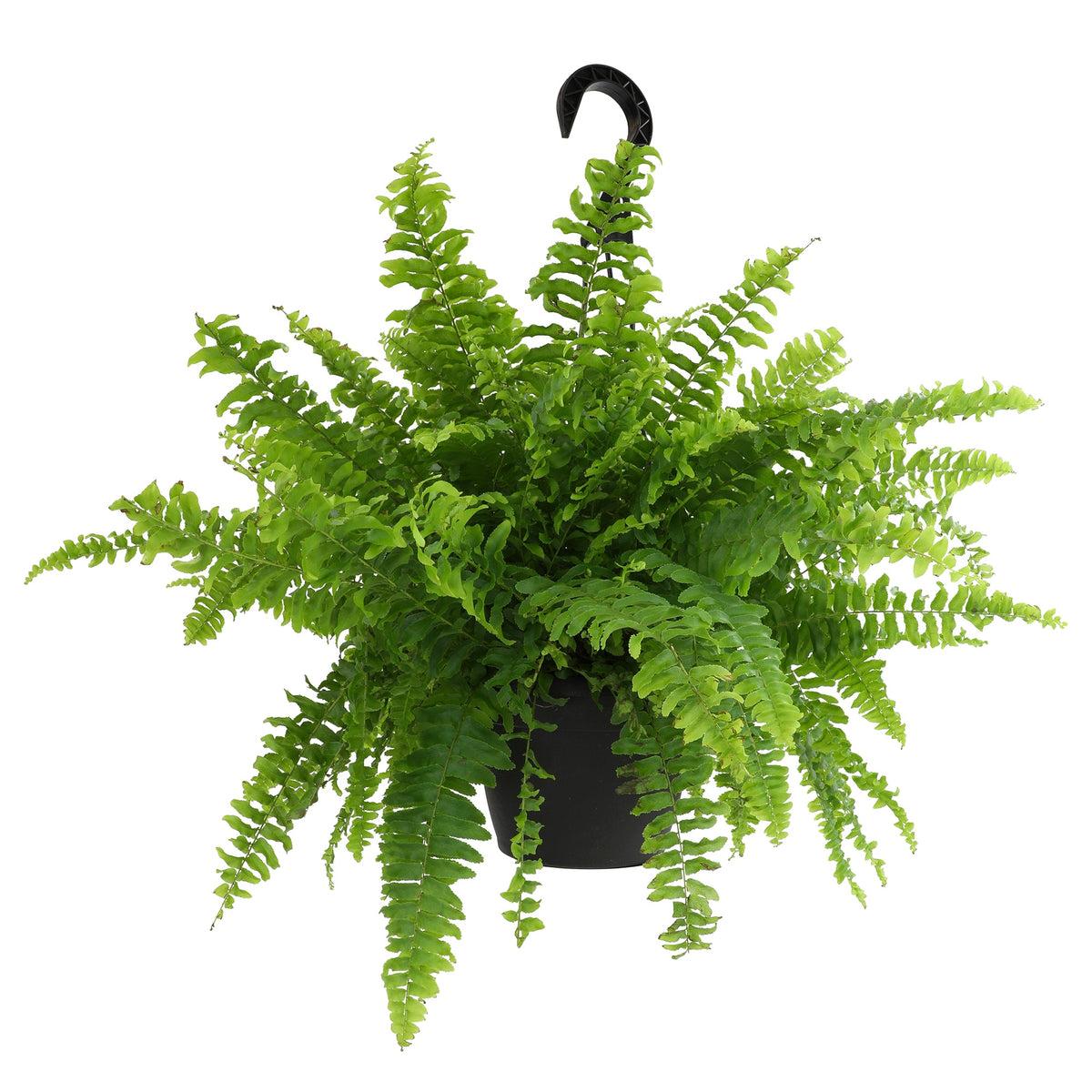 ForeverFern