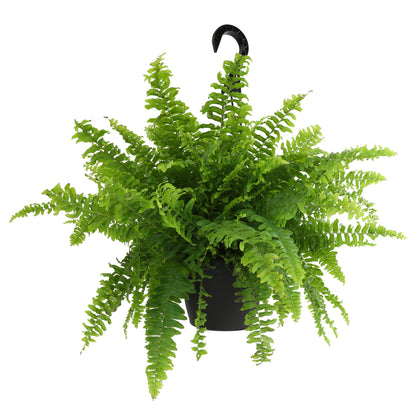 ForeverFern