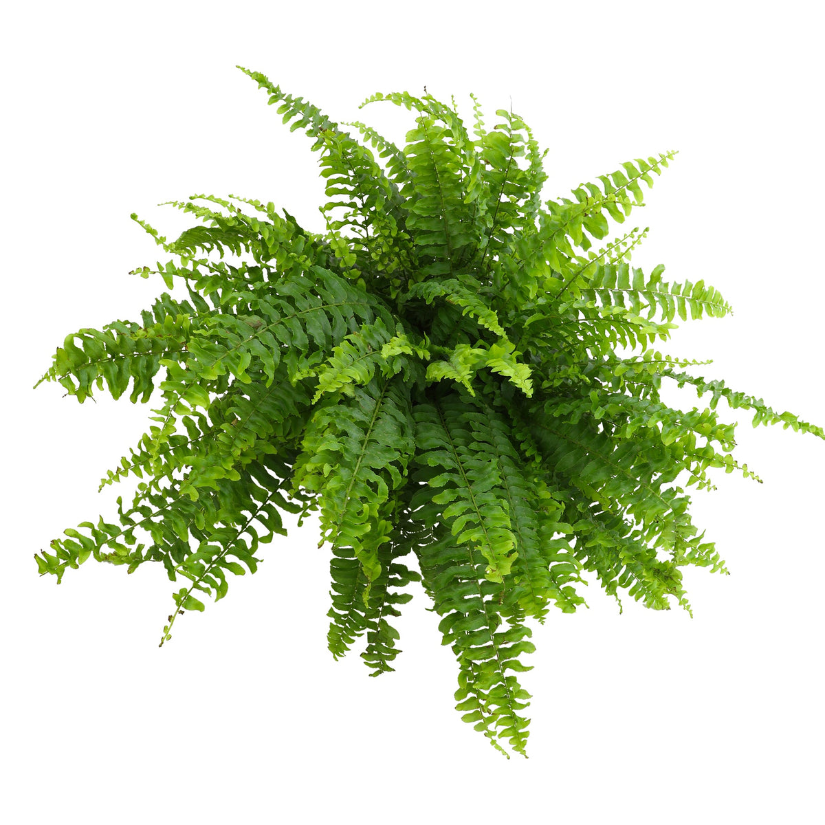 ForeverFern
