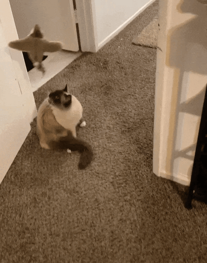 Flap ‘n’ Chase™ Interactive Bird Toy