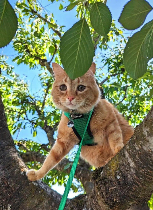 RabbitHaven Cat Harness and Leash Set