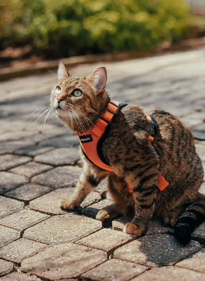 RabbitHaven Cat Harness and Leash Set