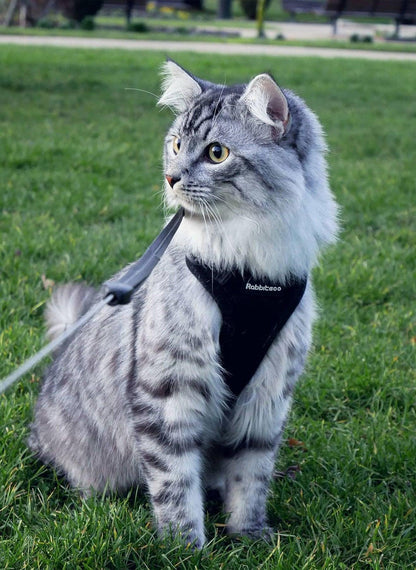 RabbitHaven Cat Harness and Leash Set