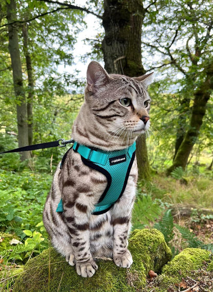 RabbitHaven Cat Harness and Leash Set
